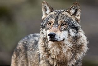 faire-entrer-le-loup-dans la bergerie.jpg